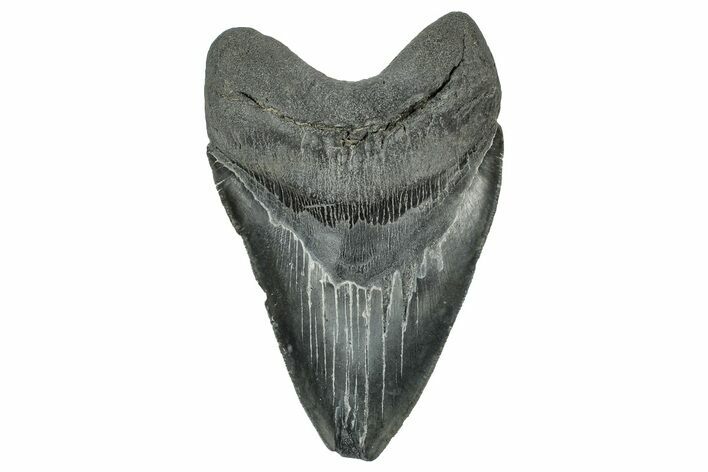 Serrated, Fossil Megalodon Tooth - South Carolina #327549